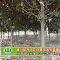 河南苗木,“河南苗木产业现状与发展前景分析”